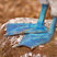 Blue-footed Booby